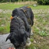 Dani sucht liebevolle Familie