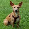 FUSSELCHEN sucht ein Zuhause mit viel Liebe