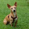 FUSSELCHEN sucht ein Zuhause mit viel Liebe