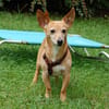 FUSSELCHEN sucht ein Zuhause mit viel Liebe