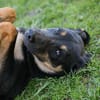 ELIAS  Lieber Junghund sucht seine Herzensmenschen