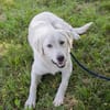 YORU  Sensibler Hundejunge hat große Fortschritte gemacht