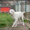 YORU  Sensibler Hundejunge hat große Fortschritte gemacht