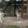 YORU  Sensibler Hundejunge hat große Fortschritte gemacht