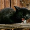 Katzenkind Rüdiger