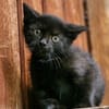 Katzenkind Rüdiger