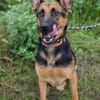 NAYRA  Sanfter Schäferhund-Mix sucht ihre Herzensmenschen