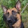 NAYRA  Sanfter Schäferhund-Mix sucht ihre Herzensmenschen