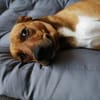 Kylo sucht nach fast 5 Jahren wieder Zuhause