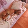 Kylo sucht nach fast 5 Jahren wieder Zuhause