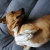 Kylo sucht nach fast 5 Jahren wieder Zuhause