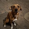 Kylo sucht nach fast 5 Jahren wieder Zuhause
