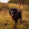 BAILEY ANA  Kleine Frohnatur mit ganz viel Herz