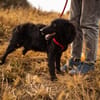BAILEY ANA  Kleine Frohnatur mit ganz viel Herz