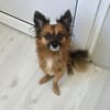 Leo - kleines liebevolles Körbchen gesucht