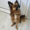 Leo - kleines liebevolles Körbchen gesucht