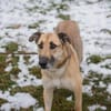BEETHOVEN  Ein sanfter Riese, der endlich ankommen möchte