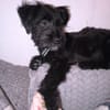 MARCO ist ein zarter Welpe