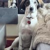 Henry, junger Pointer Mix