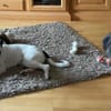 Henry, junger Pointer Mix