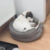 Henry, junger Pointer Mix