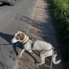 Henry, junger Pointer Mix