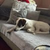 Henry, junger Pointer Mix