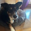 Pearl sucht ein liebevolles Zuhause