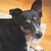 Pearl sucht ein liebevolles Zuhause