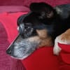 Pearl sucht ein liebevolles Zuhause