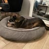 Lemmy sucht ein liebevolles Zuhause