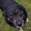 JÜRGEN  Ruhiger und lieber Hundejunge sucht sein Zuhause