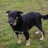 JÜRGEN  Ruhiger und lieber Hundejunge sucht sein Zuhause