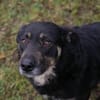 JÜRGEN  Ruhiger und lieber Hundejunge sucht sein Zuhause