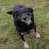 JÜRGEN  Ruhiger und lieber Hundejunge sucht sein Zuhause