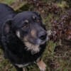 JÜRGEN  Ruhiger und lieber Hundejunge sucht sein Zuhause