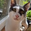 Dorian, fröhlicher Schmusekater, ca. 1 Jahr