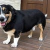 Kuscheliger Merlin sucht Zuhause