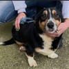 Kuscheliger Merlin sucht Zuhause