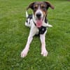 Ruffy sucht ein hundeerfahrenes Zuhause