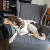 Ruffy sucht ein hundeerfahrenes Zuhause