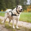 Bootsmann sucht hundeerfahrenes Zuhause