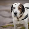 Bootsmann sucht hundeerfahrenes Zuhause