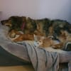 Kircho sucht ein liebevolles Zuhause