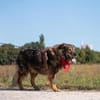 Kircho sucht ein liebevolles Zuhause