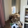 Wotan sucht ein hundeerfahrenes Zuhause
