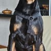 Lieber und sensibler Zorro sucht sein Glück