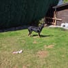 Lieber und sensibler Zorro sucht sein Glück