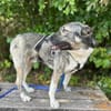 Wulfi, Rüde mit Gehorsam sucht Führungspersonal
