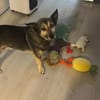 Barney, toller Mischlingsrüde